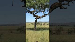 Lion and cubs on top tree🌳🌳wildlife nature animals safari shortsfeed viral shorts [upl. by Emory879]