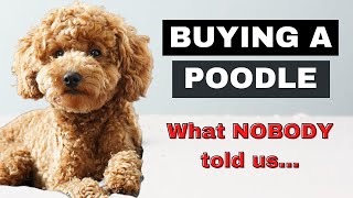 Buying A Miniature Poodle Turned out differently than expected [upl. by Ogait]