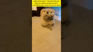 Cat comedy catlovers catcomviralfeeds funny [upl. by Samson]