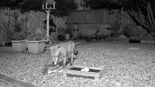 One of the foxes collecting the chicken from the water bowl [upl. by Kippy371]