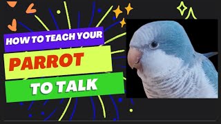 Teach Your Parrot to Talk  Parrot Teaching Video  Quaker Parrot Talking  talking parrot training [upl. by Rednaskela]