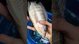 വലിയ സിലോപ്പി മീൻ😱🐬🎣 കിട്ടിfishing shortsvideo [upl. by Arihday]