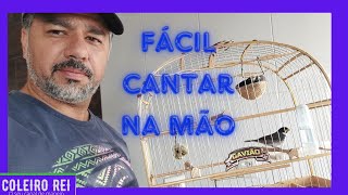 COMO FAZER COLEIRO E PAPA CAMPIM CANTAR DE GAIOLA NA MÃO [upl. by Maillw433]