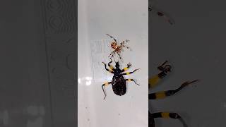 Клоп хищнец vs Паук Assassin bug vs Spider паук bug [upl. by Teeniv]