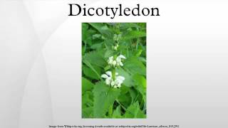 Dicotyledon [upl. by Einohpets972]