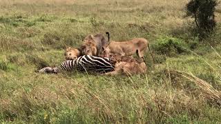 Lions eat zebra at Nairobi national park [upl. by Anihsit]