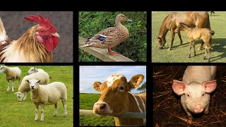 Farm Animal Sounds  Interactive Animals Game for Children  Kids Learning Videos [upl. by Elicul]