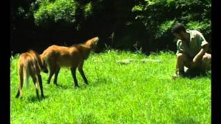 Aguará Guazú Peligro De Extinción  Zoo Bichos [upl. by Labaw]