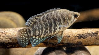 Microctenopoma fasciolatum Banded ctenopoma 4K [upl. by Axel620]