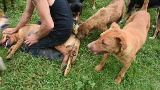 Another Dog Fight at Territorio de Zaguates [upl. by Boggs]