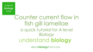 Counter current flow in fish gill lamellae  a short tutorial for Alevel Biology [upl. by Yespmed492]