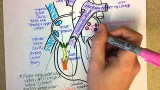 Heart Structure and Circulation [upl. by Llyrpa]