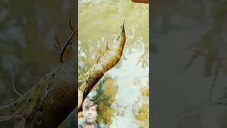 Jhinga machhali se bada sikar fishing fish jhingafishing [upl. by Gertie966]