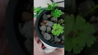 Amazing result of Simple DIY Hydroponic System  kratky kratkymethod diyhydroponics hydroponics [upl. by Razal661]