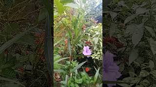 May Bulaklak na syaa🌸🏵️🪻🌻🌼🌷 agriculture howtogrowwintervegetables gardening planting [upl. by Caiaphas]