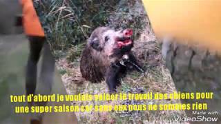 Chasse au sanglier  gros sanglier au ferme [upl. by Suoicul36]