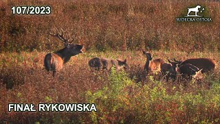 SUDECKA OSTOJA 1072023 Rykowisko  Stadny byk i chmara łań Deer hirsch Hunting Hunt [upl. by Haronid]