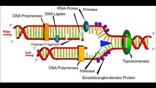 DNAReplikationTranskription und Translation [upl. by Issak446]