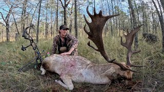 Best buck to date Bowhunting rutting fallow bucks Bowhunting Australia [upl. by Suravat869]