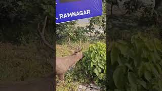 Barasingha Deer junglelife amazingvillagelife funny deer naturelife [upl. by Clo]