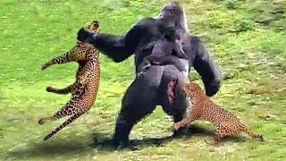 This Is How Gorillas Fight Their Enemies To Protect Their Babies  Gorilla vs Leopard [upl. by Kitrak]