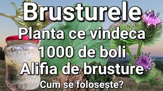 BrusturelePlanta ce vindeca 1000 de boli SpondilozaHernie de discGutaDureri reumatice ETC [upl. by Ala637]