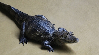 Brilkaaimannen  Spectacled caimans  ZOO Antwerpen [upl. by Ikkaj502]