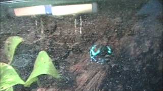 Male Dendrobates auratus quotEl Copequot ignoring recorded call [upl. by Einwahr]