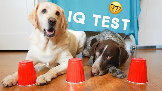 Testing my Dogs Intelligence  IQ TEST [upl. by Main]