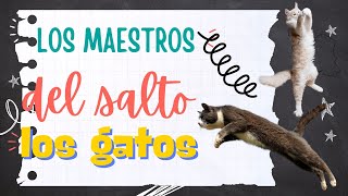 El Secreto del Super Salto de los Gatos ¡Descubre Cómo lo Hacen [upl. by Tennos]