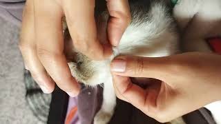 Popping Tick Fleas Safely Caring for Your Cats Health [upl. by Rodgers]