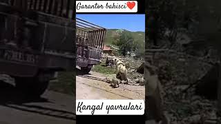 030824 garantor bahisci ❤kangal yavrulari [upl. by Beniamino]