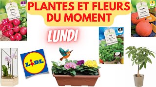 💥 ARRIVAGE LIDL💥 PLANTES ET FLEURS DU MOMENT  29 janvier 2024  11 OFFRES  FRANCE [upl. by Laohcin]