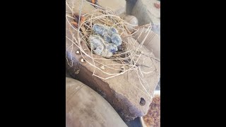 Mourning Doves Nesting Kogi part 1 [upl. by Gusta]