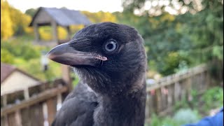 Friendly Jackdaws [upl. by Phillie859]