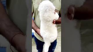 Bichon frise puppies for sale in delhi gurgaon noida Faridabad Greater Noida  Home puppy [upl. by Vial]