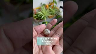 Saving sparrow egg fallen nest sparrow birds nature photography shorts youtubeshorts [upl. by Ihtac]