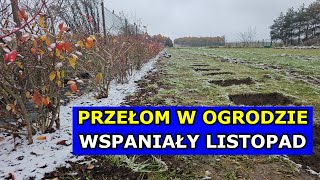 Przełom w Ogrodzie Połowa Listopada Dołki pod Uprawę Borówki Maliny Winogrona Dom z Wielkim Polem [upl. by Waylan261]