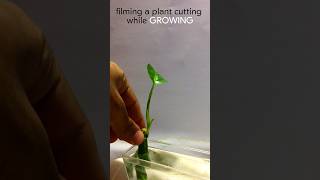 TIME LAPSE plant cutting in water growing for 2 weeks  part 2 soon [upl. by Anor]