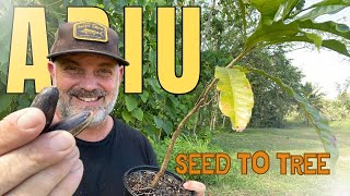 Complete Guide to Growing ABIU [upl. by Caputto]