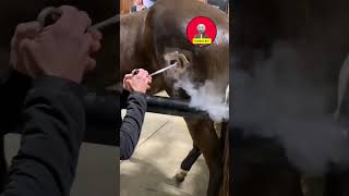 horse ke upar branding ki ja rahi hai 😮 shorts viral youtubeshorts [upl. by Avot363]