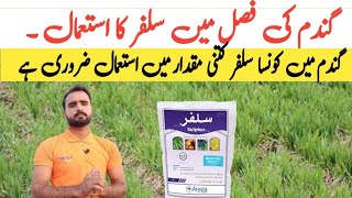 Use of sulphur in wheat crop  گندم کی فصل میں سلفر کا استعمال  agriculture information by Taseen [upl. by Vasileior]