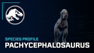 Species Profile  Pachycephalosaurus [upl. by Niatsirhc93]