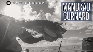 Fishing for Gurnard and Kahawai in Aucklands Manukau Harbour [upl. by Aciret]