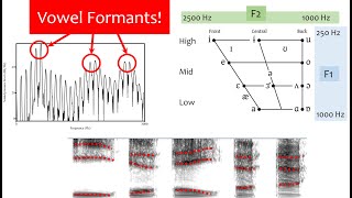 Speech Acoustics 5  vowel formants [upl. by Ettedranreb]