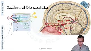 Diencephalon [upl. by Norvan]