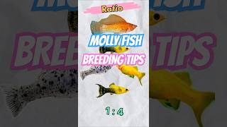 3 💢 Important 🙂 things in Molly Breeding 🐠💫 [upl. by Yerot393]