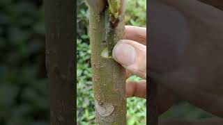 the cambium of the rootstock and scion is injured and produces callus tissuegraftingyoutubeshorts [upl. by Aken747]