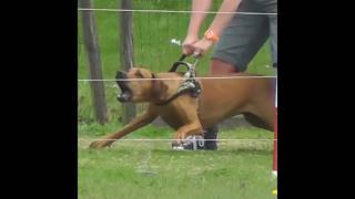 Rhodesian Ridgeback VS Lion youtubeshorts youtube ytshorts [upl. by Loss]