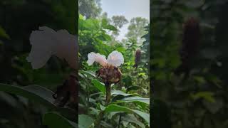 Cheilocostus speciosus Crêpe ginger whiteflower nature flower naturalattractions naturalwonders [upl. by Lebasiairam]